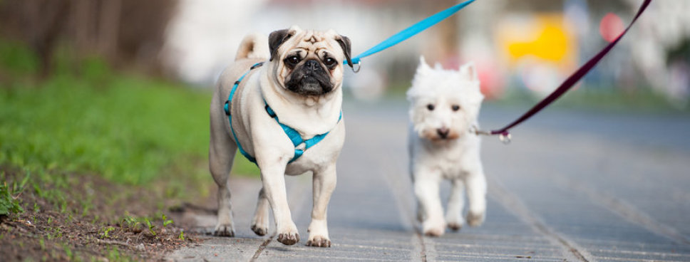 2 kleine Hunde an der Leine